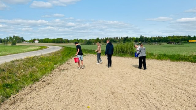 Eleverna ute på fältet och sår.